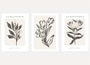 beige botanical line drawing poster set minimalist neutral wall decor